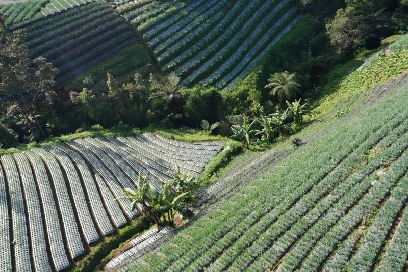 生态农业产品线对比：有机种植与常规种植的投入产出分析正文配图 1