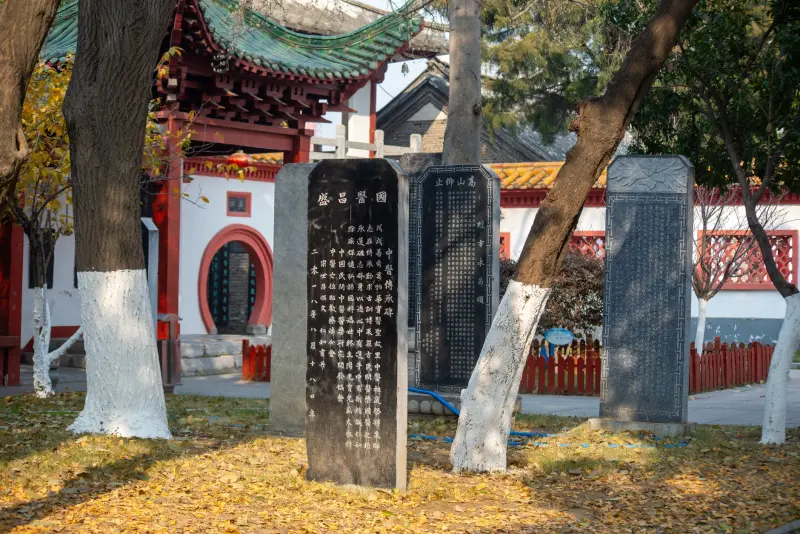 沭阳有机种植土壤改良技术要点与实操方案解析