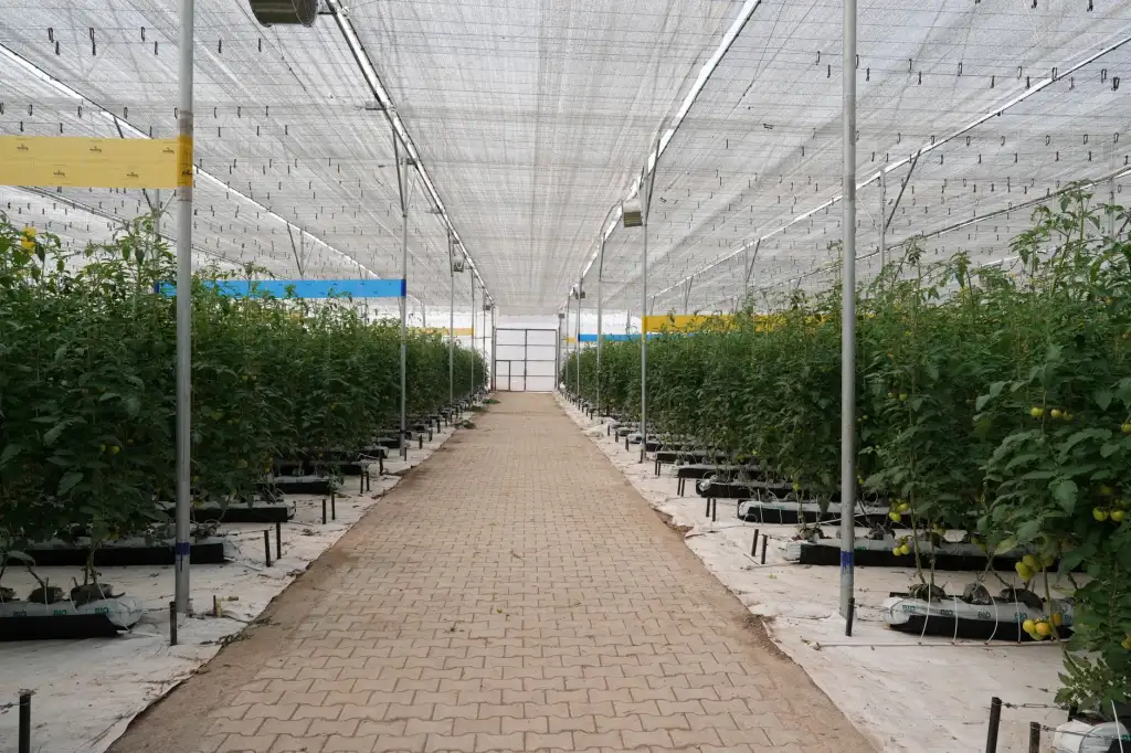 生态农业产品线对比:利高绿色种植技术在不同作物中的应用差异正文配图 1